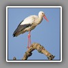 White Stork (6)